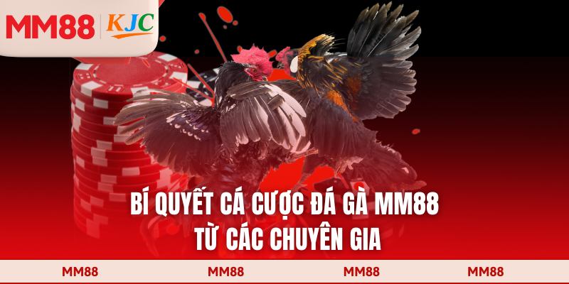 Bí quyết cá cược đá gà MM88 từ các chuyên gia