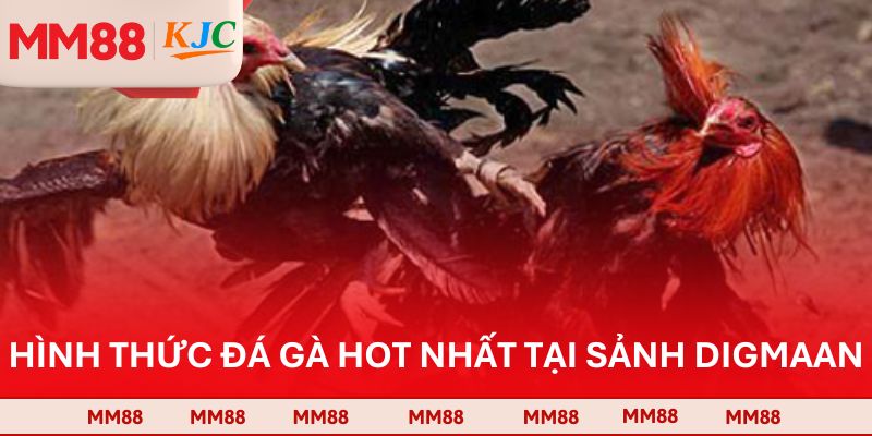 Hình thức đá gà hot nhất tại sảnh Digmaan