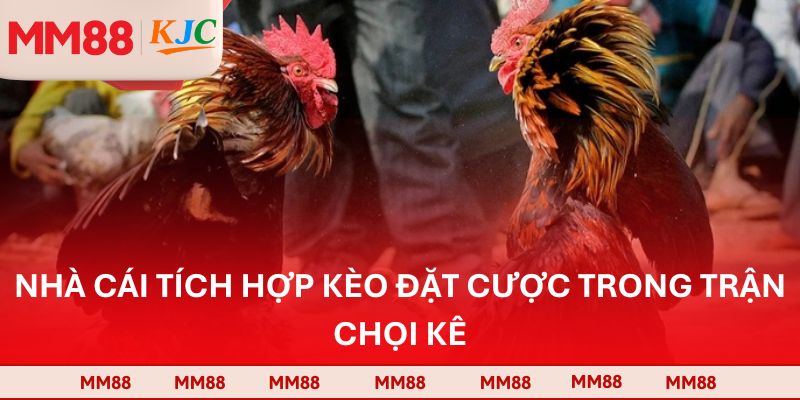 Nhà cái tích hợp kèo đặt cược trong trận chọi kê