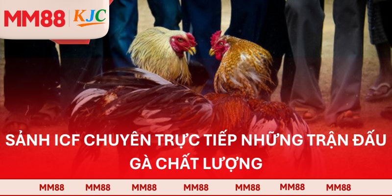 Sảnh ICF chuyên trực tiếp những trận đấu gà chất lượng