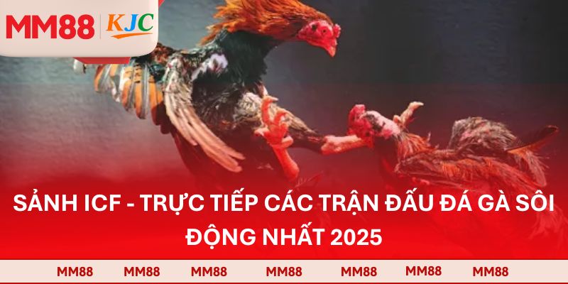 Sảnh ICF - Trực Tiếp Các Trận Đấu Đá Gà Sôi Động Nhất 2025