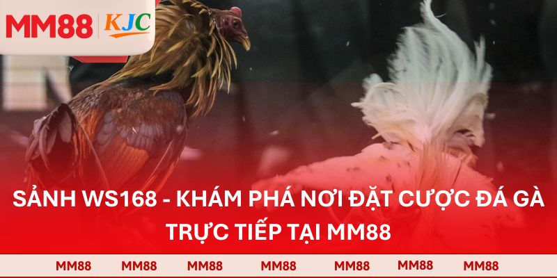 Sảnh WS168 - Khám Phá Nơi Đặt Cược Đá Gà Trực Tiếp Tại MM88